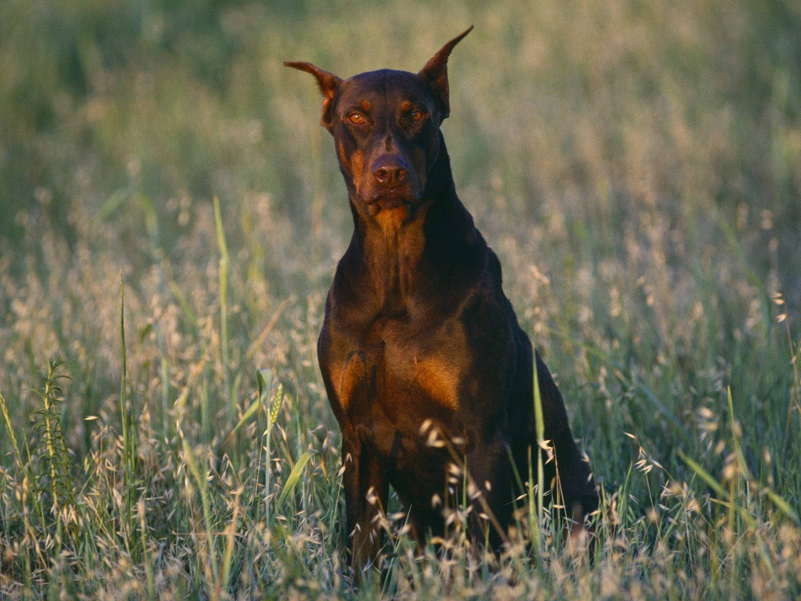 Big Dog Doberman Pinscher Wallpaper