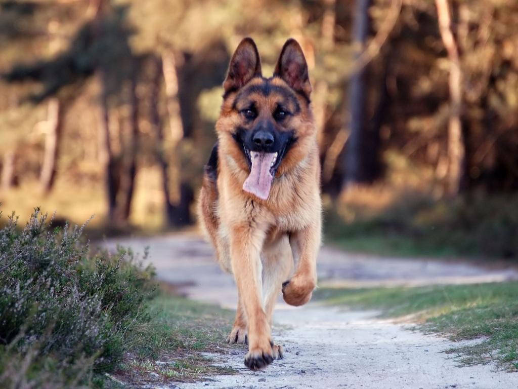 Big Dog Running Wallpaper