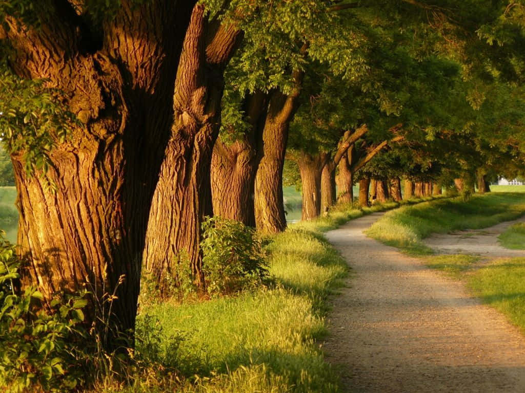 Big Green Trees Side Road Alley Wallpaper