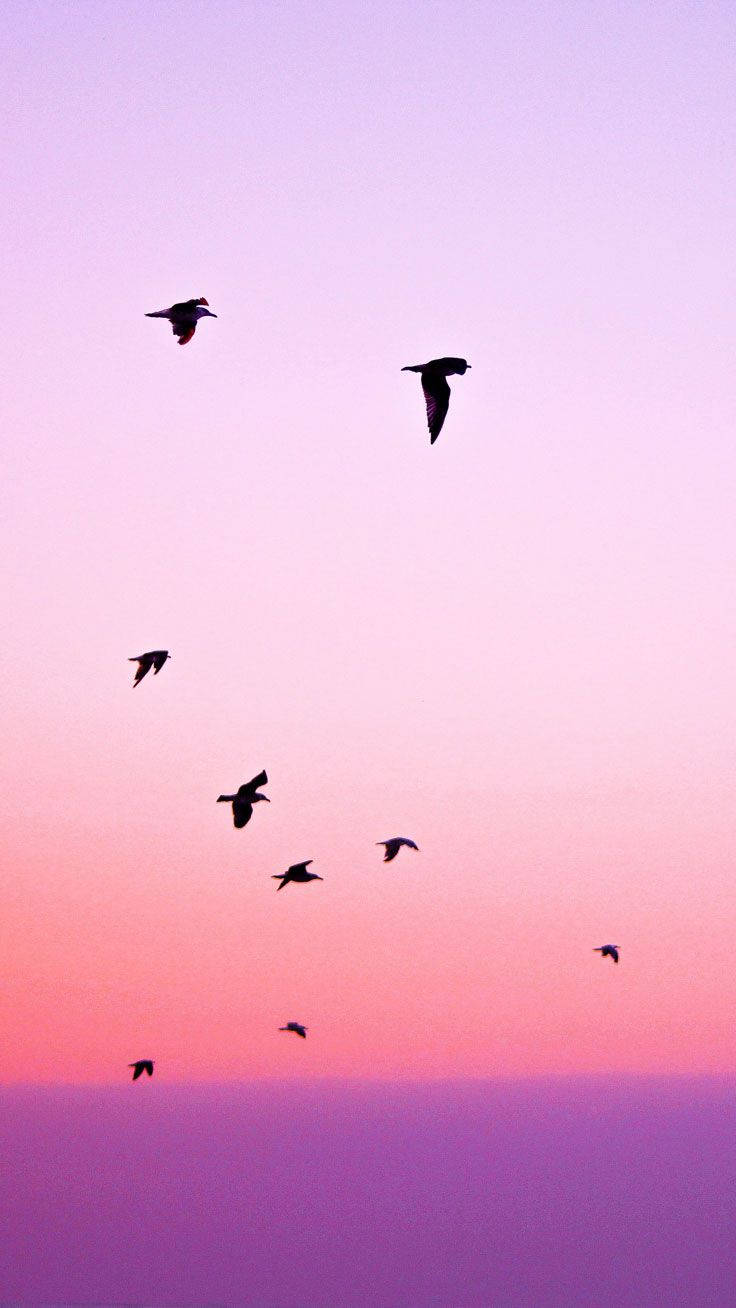 Birds Flying Sunset Silhouette Iphone Wallpaper