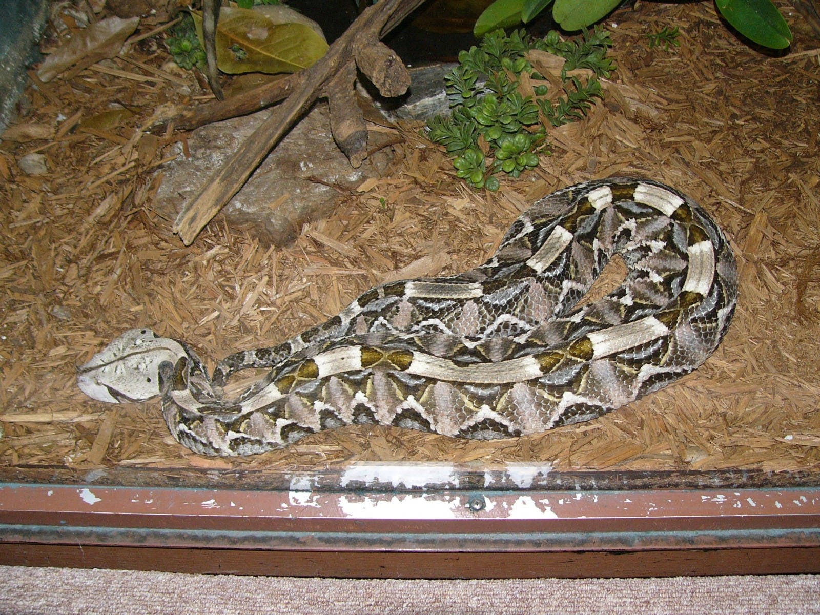 Birmingham Zoo Long Gaboon Viper Wallpaper