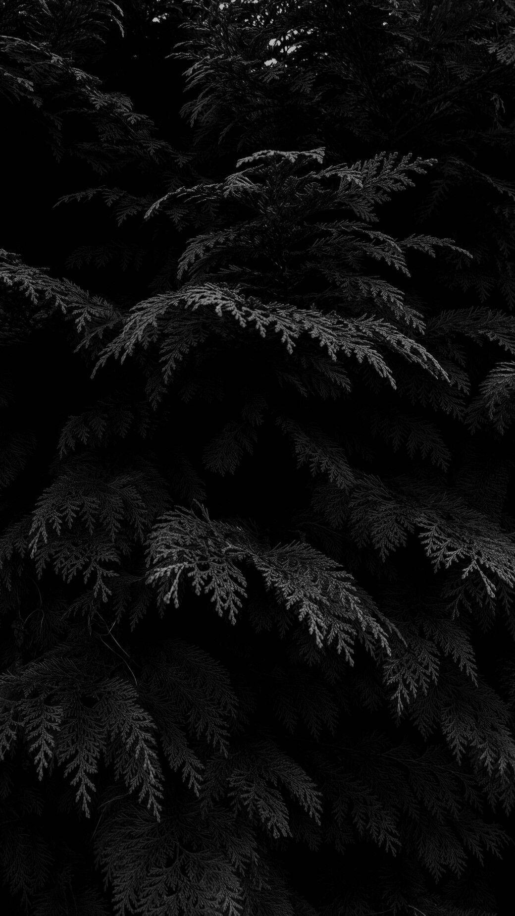 Black Aesthetic Phone Plant Leaves Wallpaper