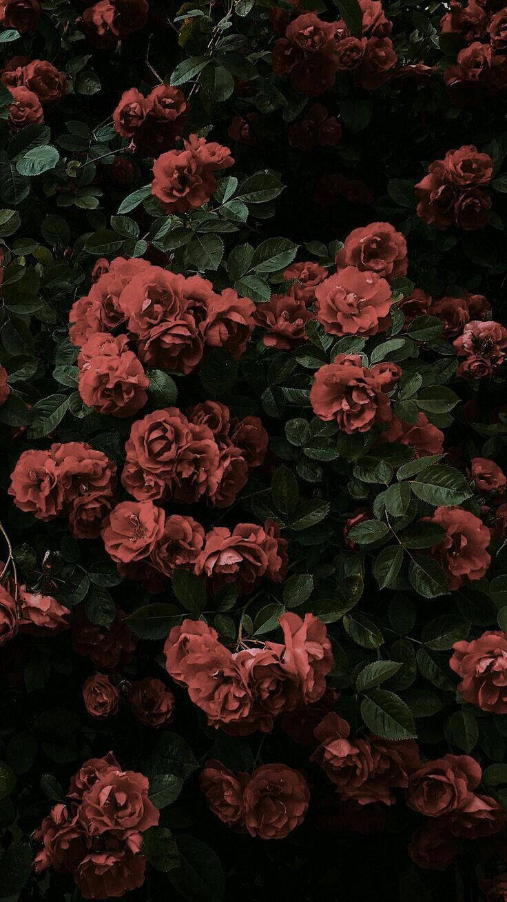 Black Aesthetic Rose Garden Wallpaper