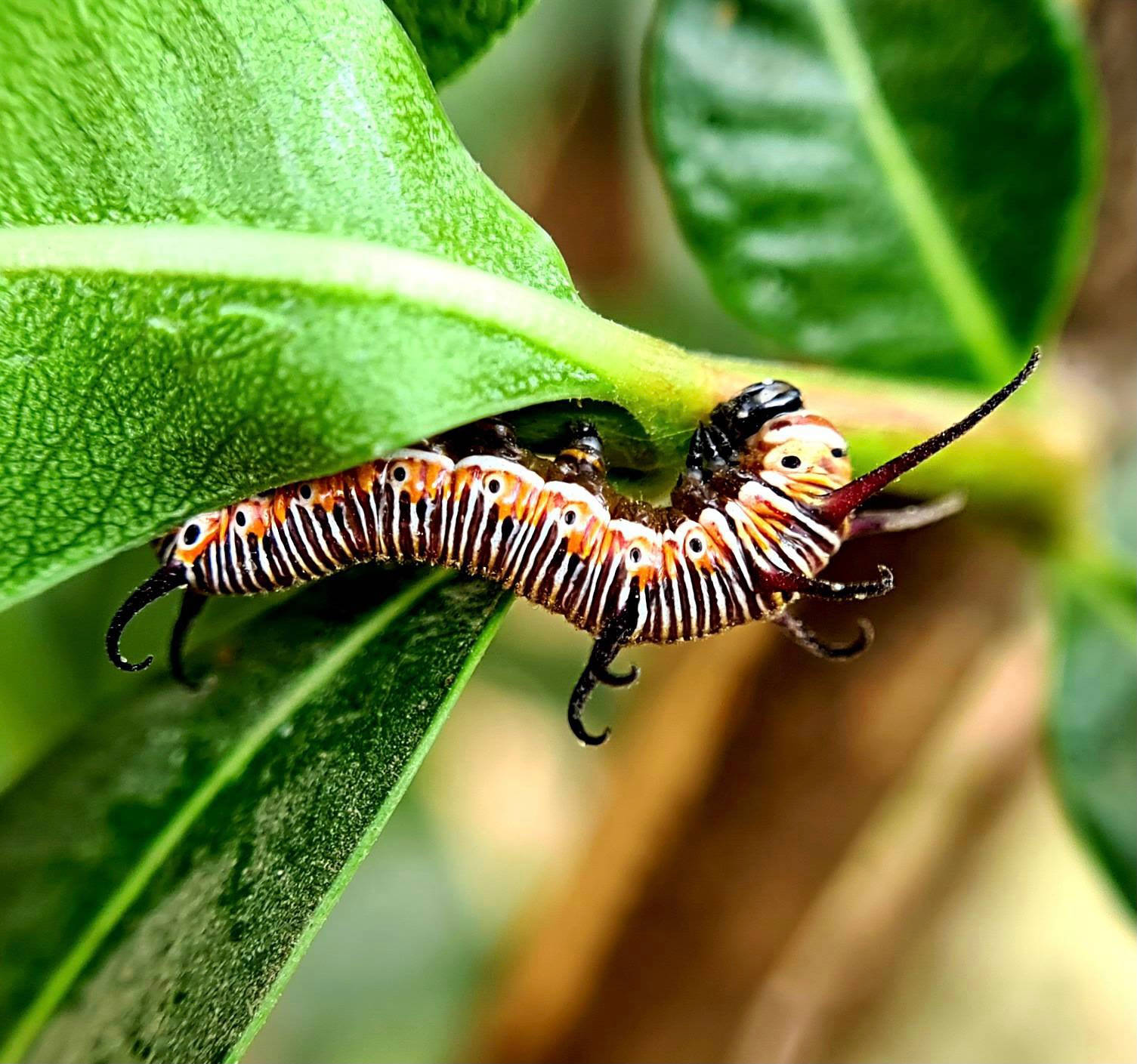 Black And Orange Caterpillar Insect Wallpaper