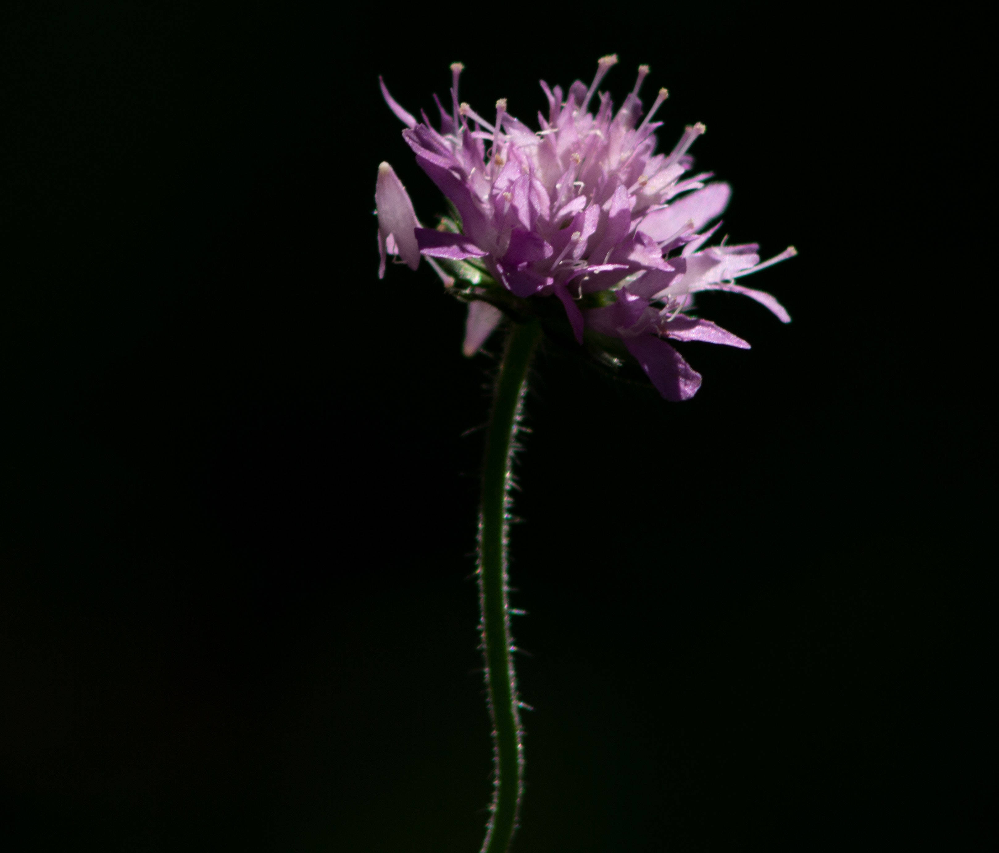 Black And Purple Bloom Wallpaper