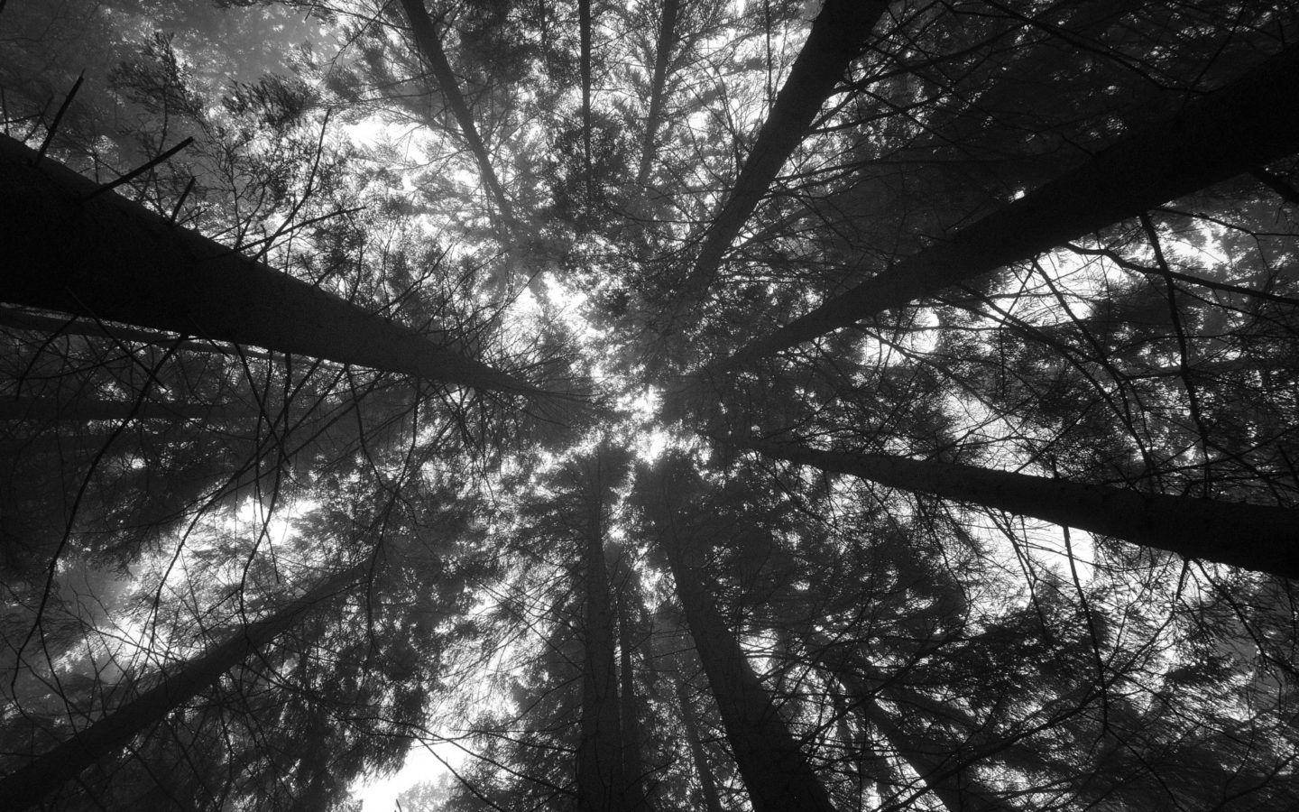 Black And White Aesthetic Trees From Below Wallpaper