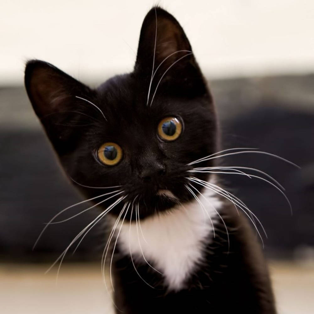 Black And White Cat Staring Curiously Wallpaper