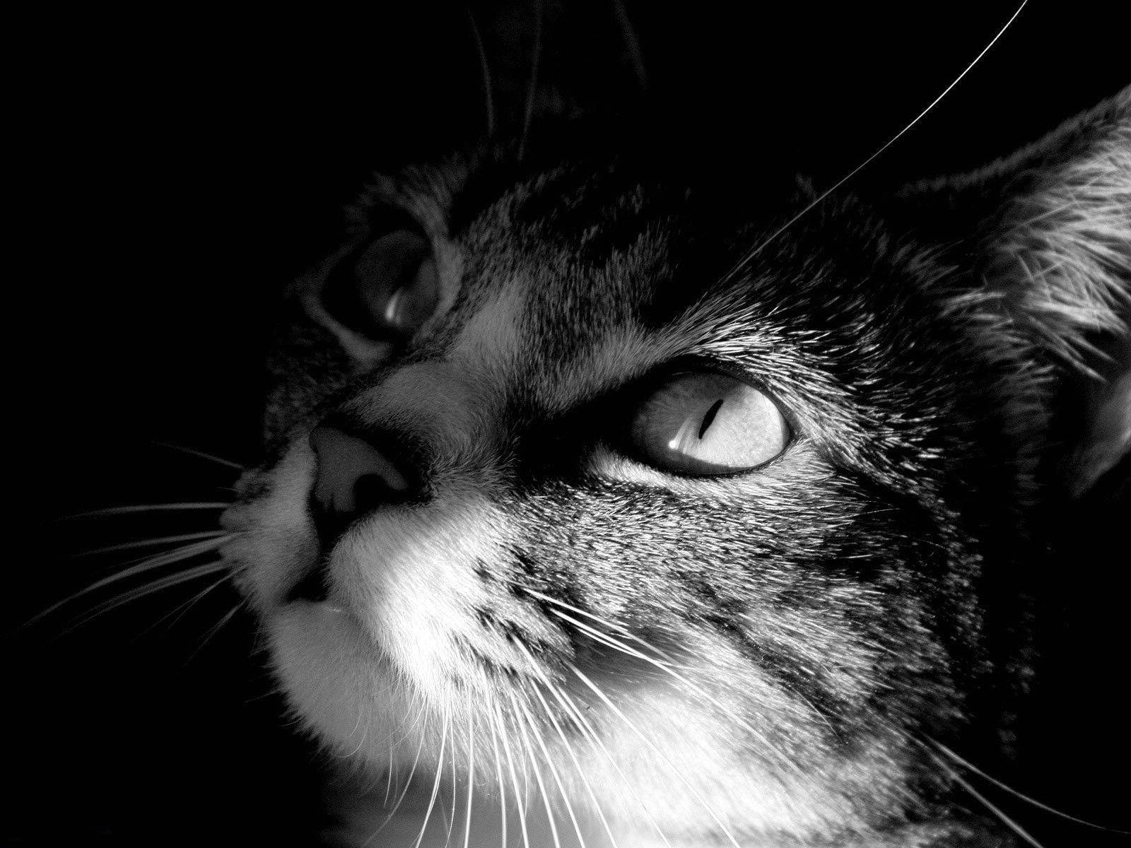 Black And White Cat Staring Upwards Wallpaper