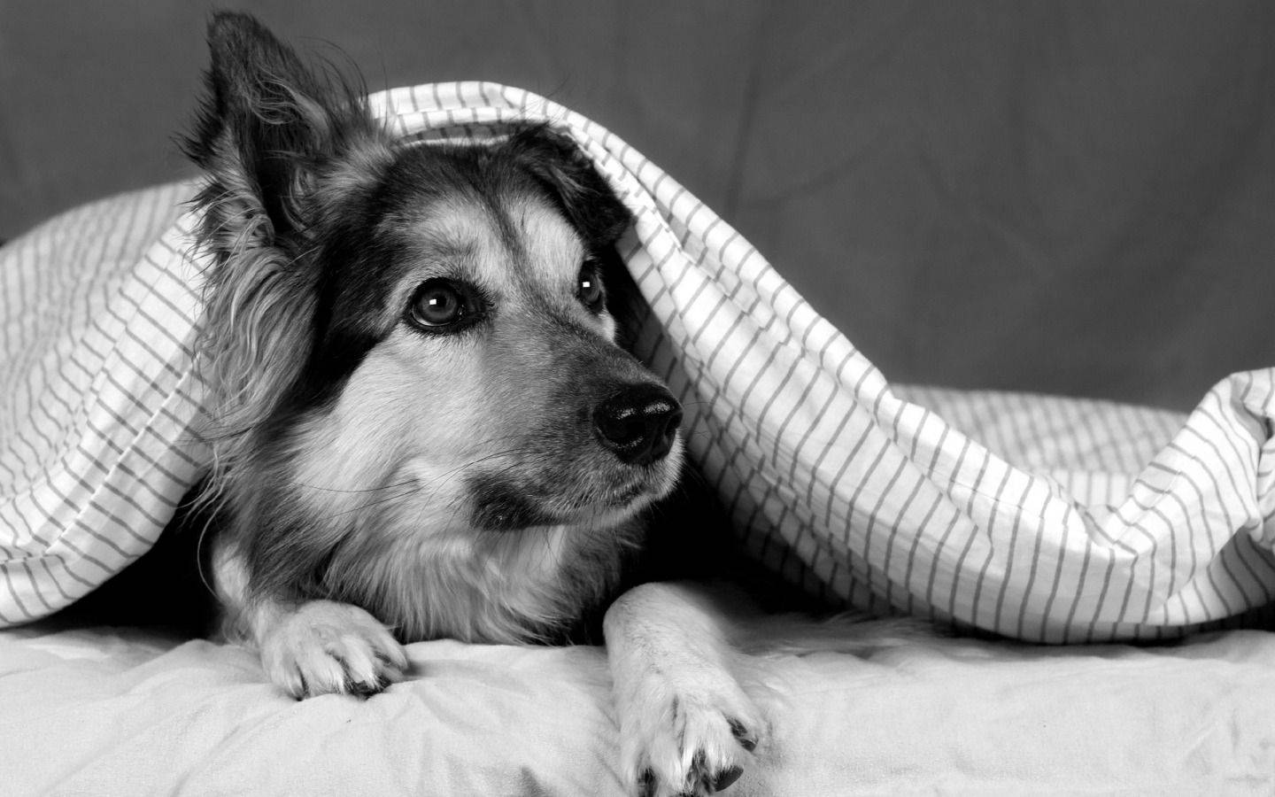 Black And White Dog Hiding Under Blanket Wallpaper