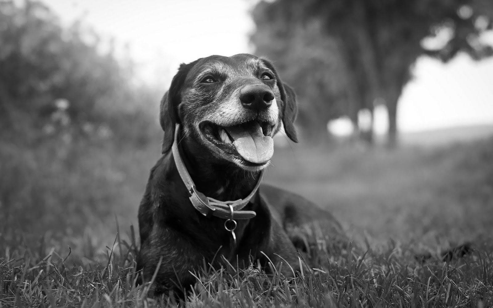 Black And White Dogs Relaxes On Grass Wallpaper