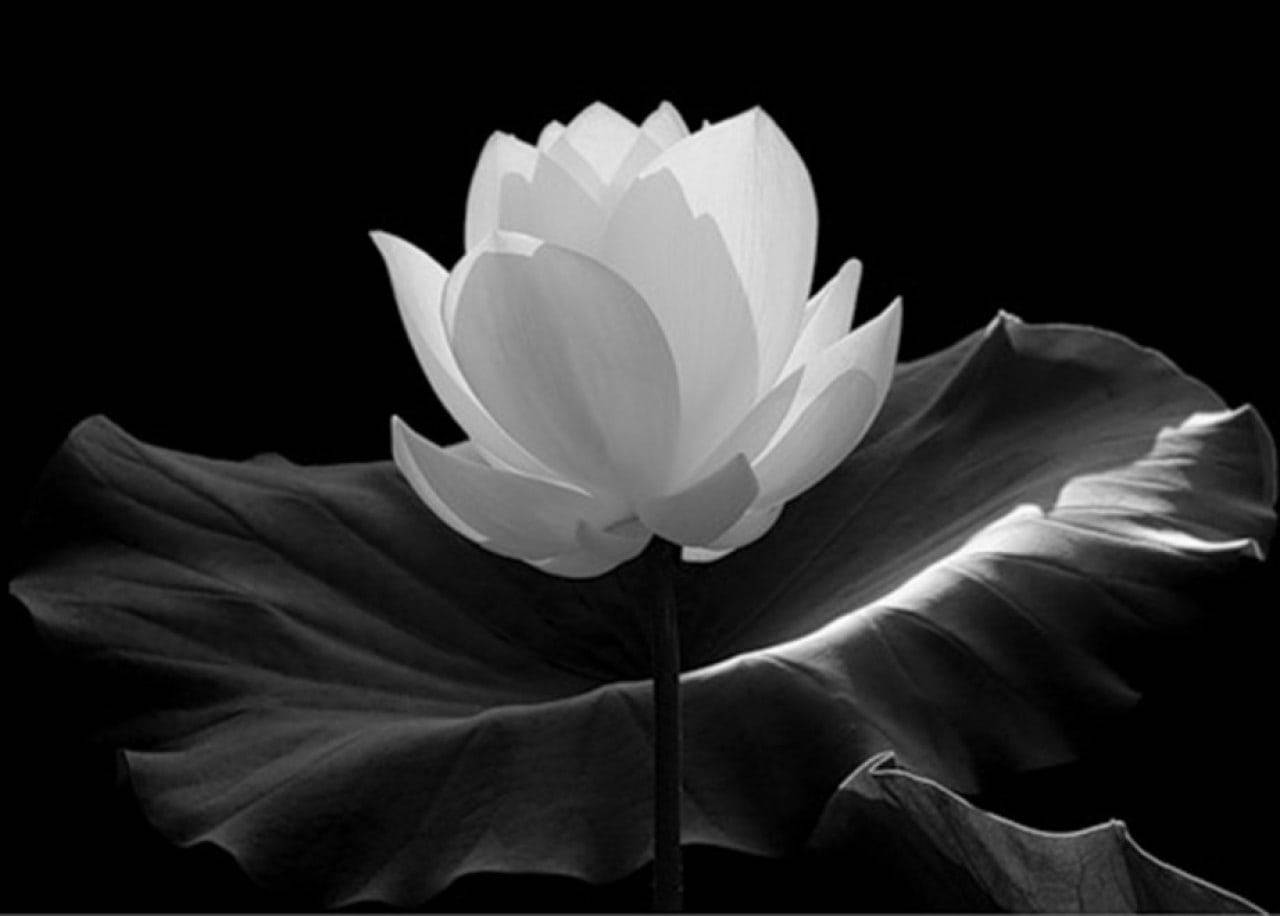 Black And White Flower Big Leaves Wallpaper