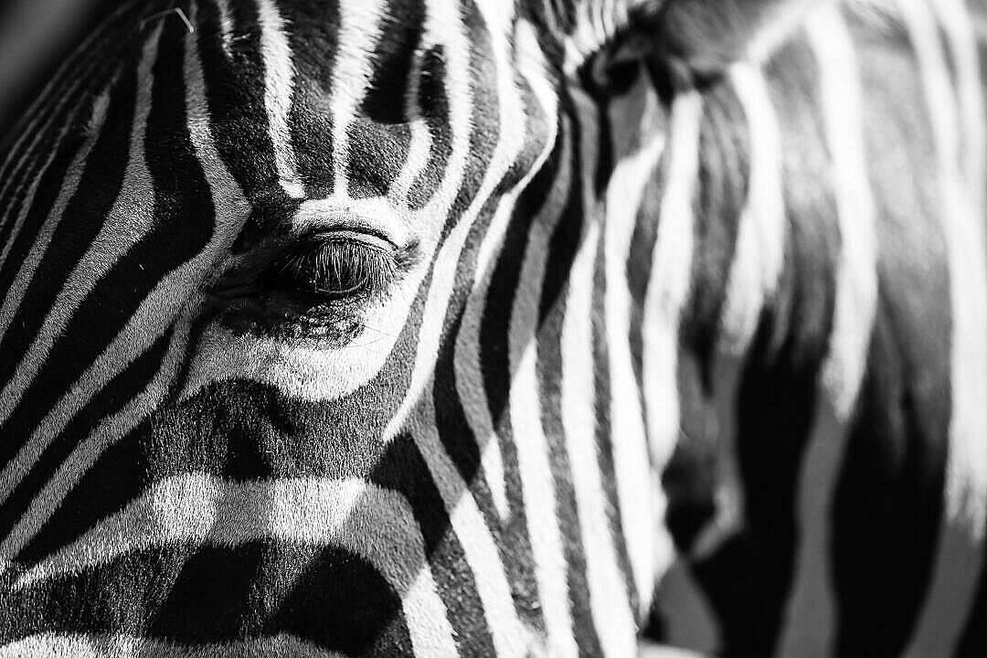 Black And White Hd Zebra Wallpaper