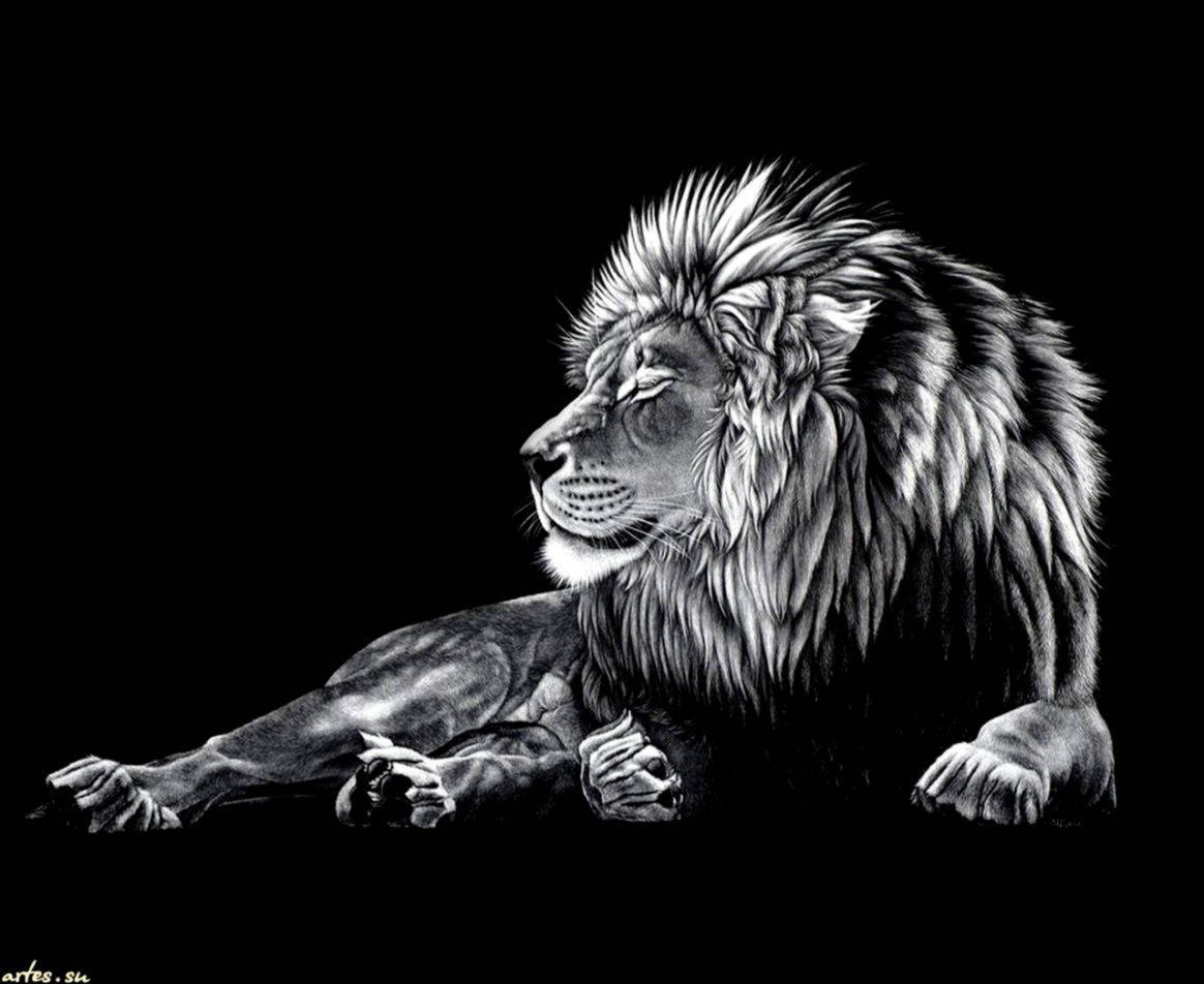 Black And White Lion Wallpaper