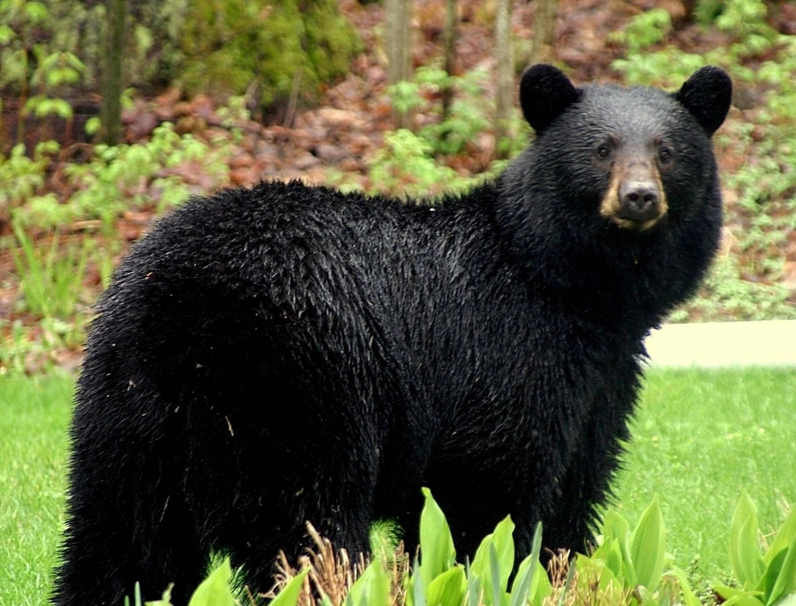 Black Bear Looking Back Wallpaper