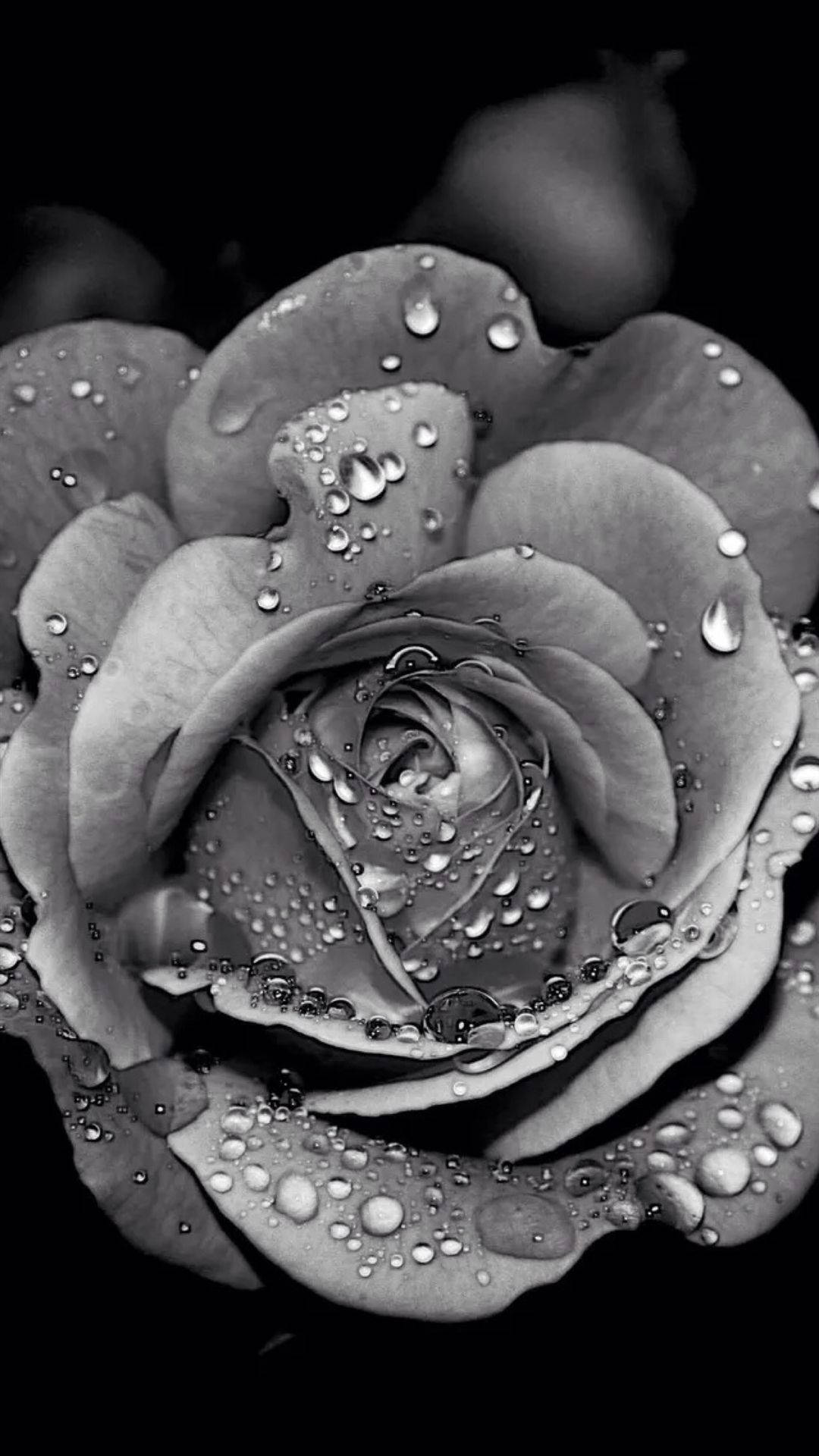 Black Beauty Flower Black Rose Iphone Wallpaper