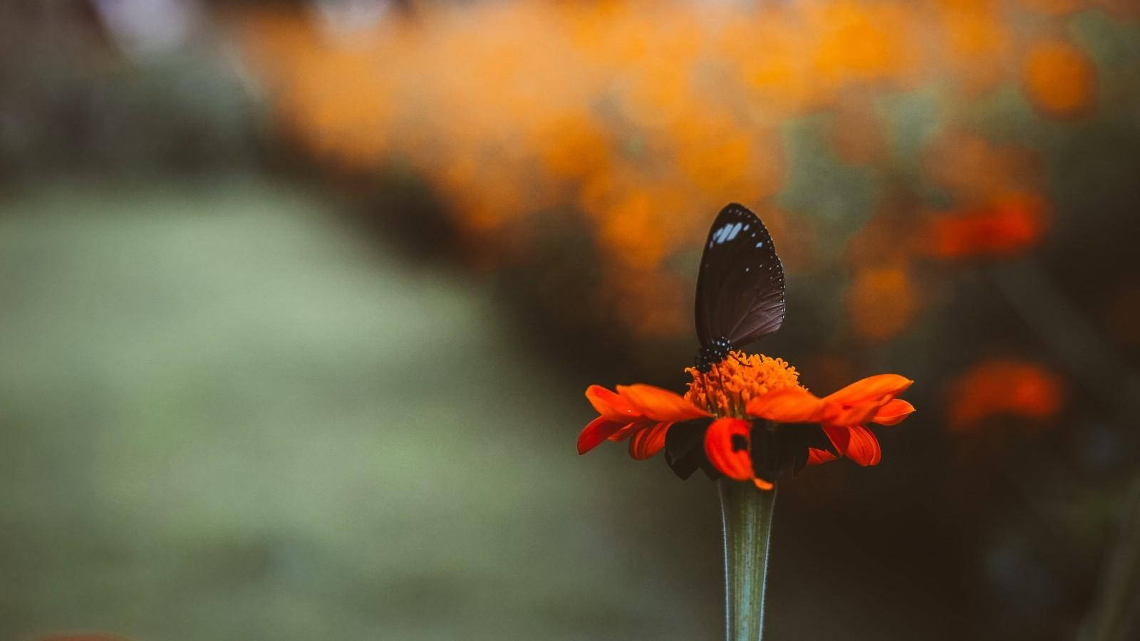 Black Butterfly With Few Blue Spots Wallpaper