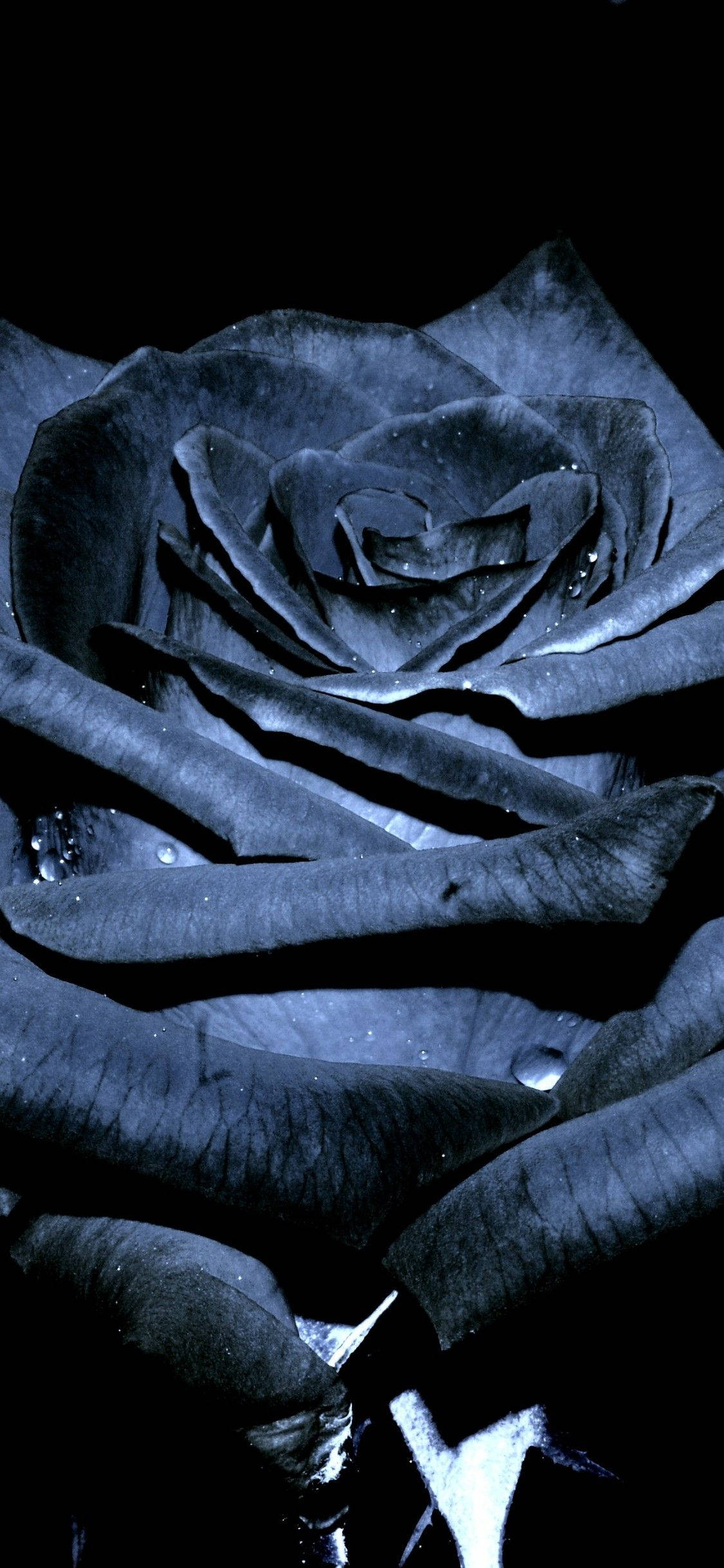 Black Charcoal Black Rose Iphone Wallpaper