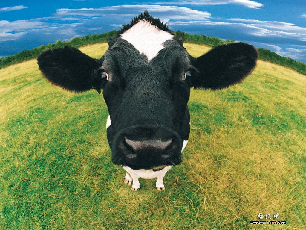 Black Cow Panoramic View Wallpaper