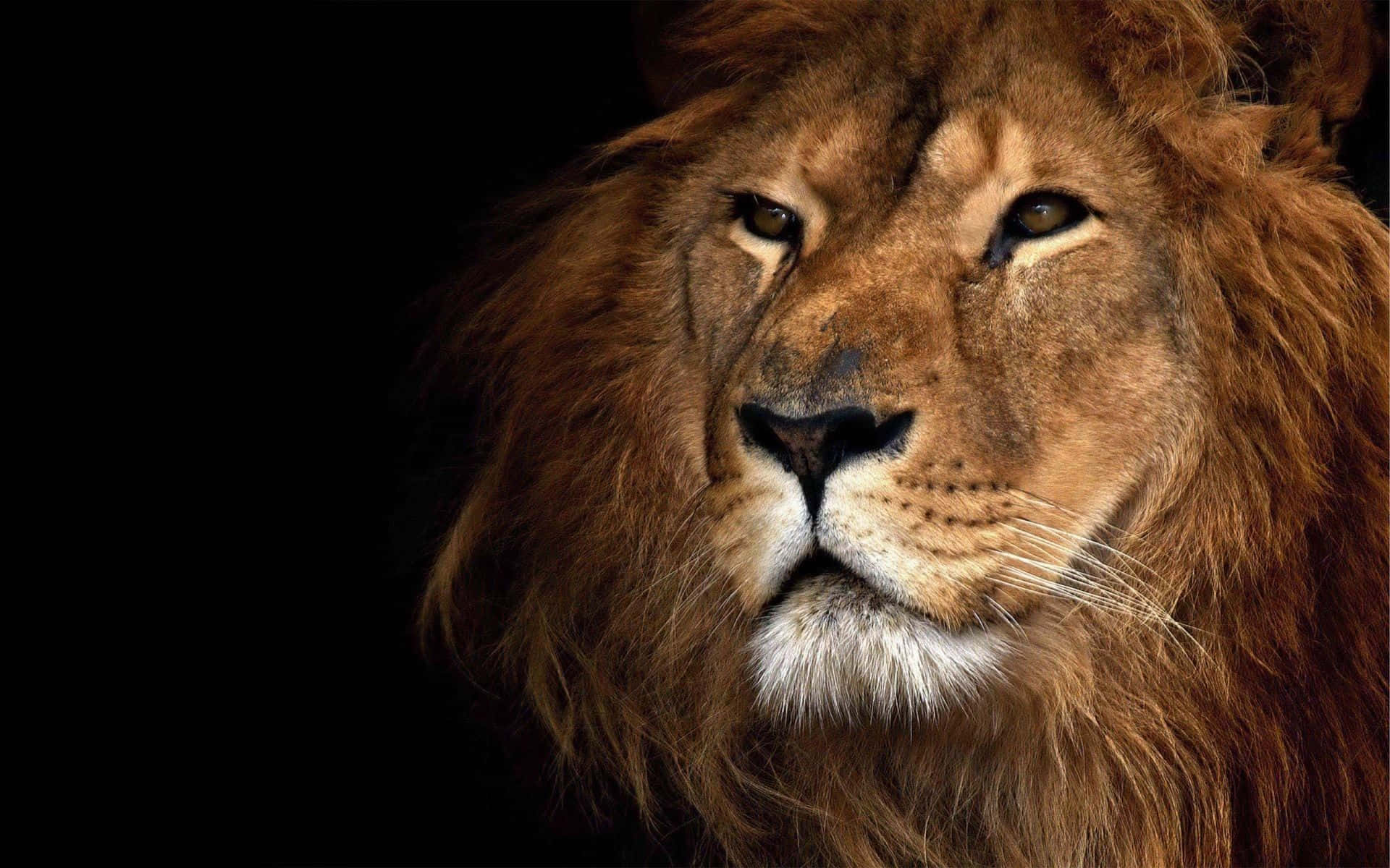 Black-eyed Lion Face Wallpaper