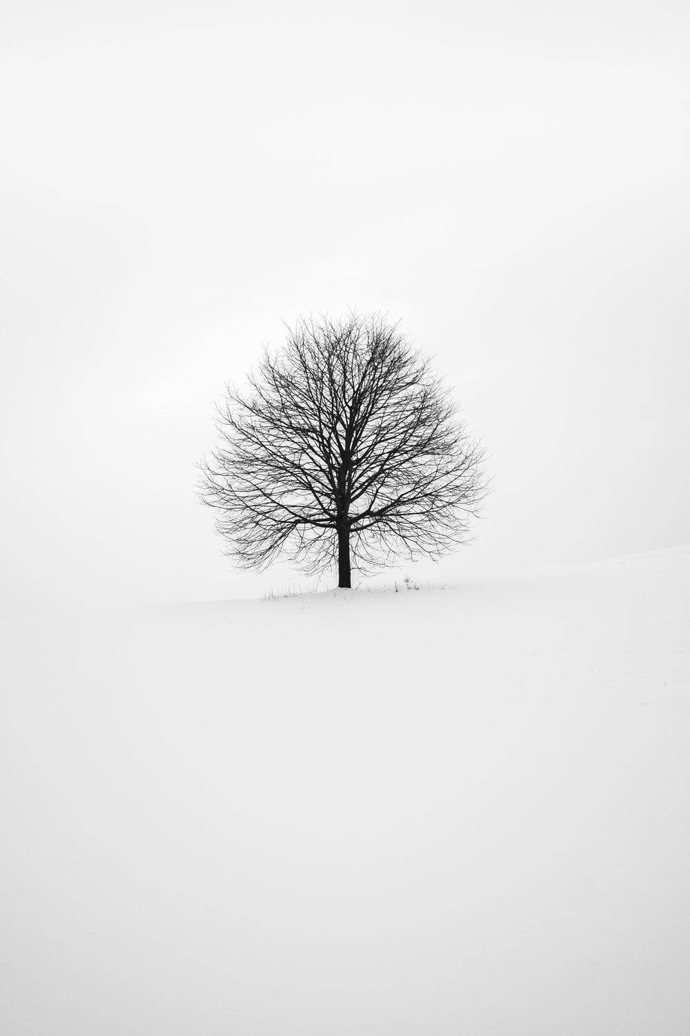 Black Leafless Tree All White Backdrop Wallpaper