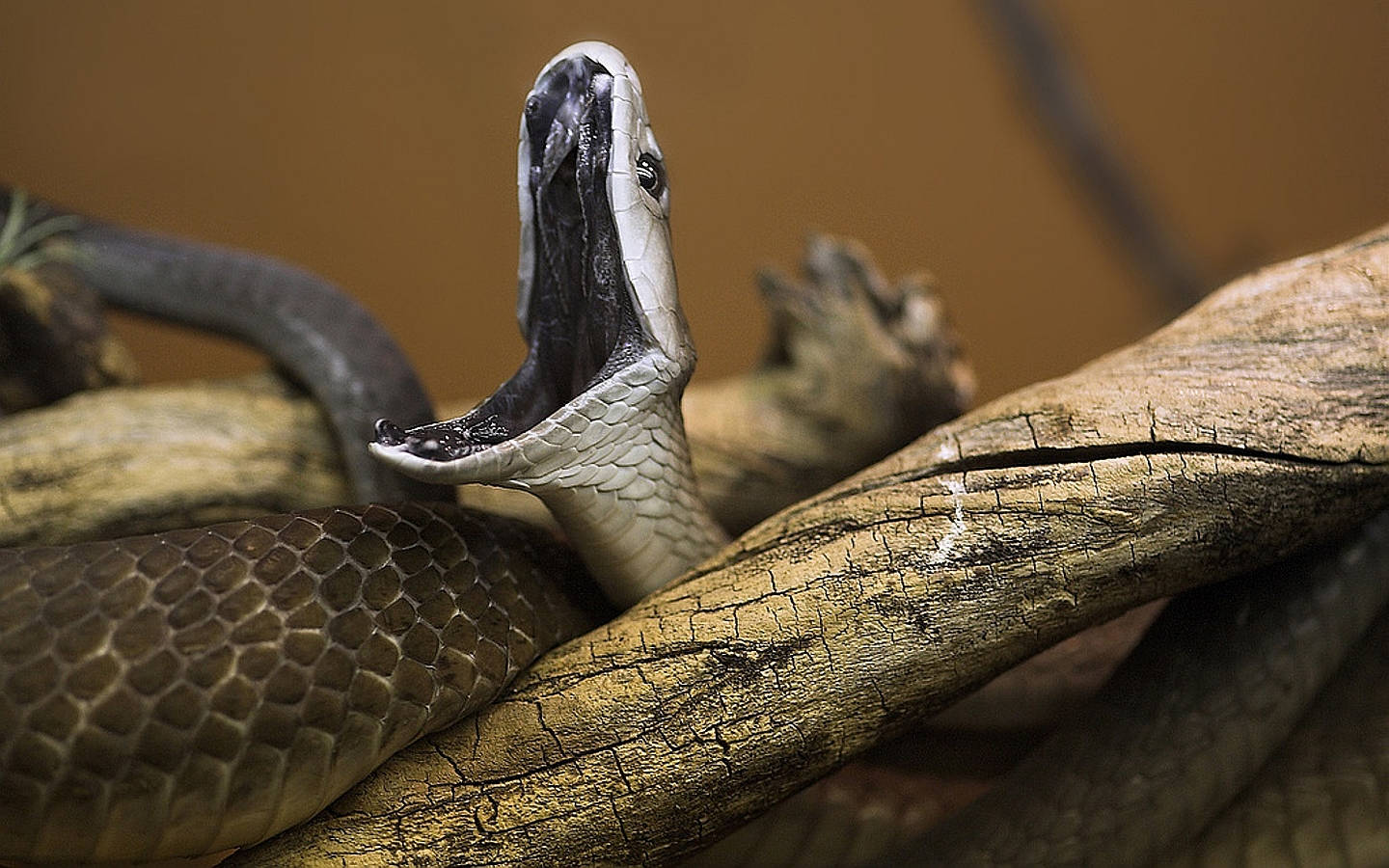 Black Mamba Snake On Dried Wood Wallpaper