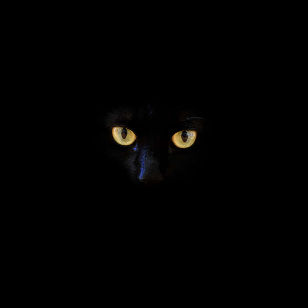 Black Panther Cat Eyes Wallpaper