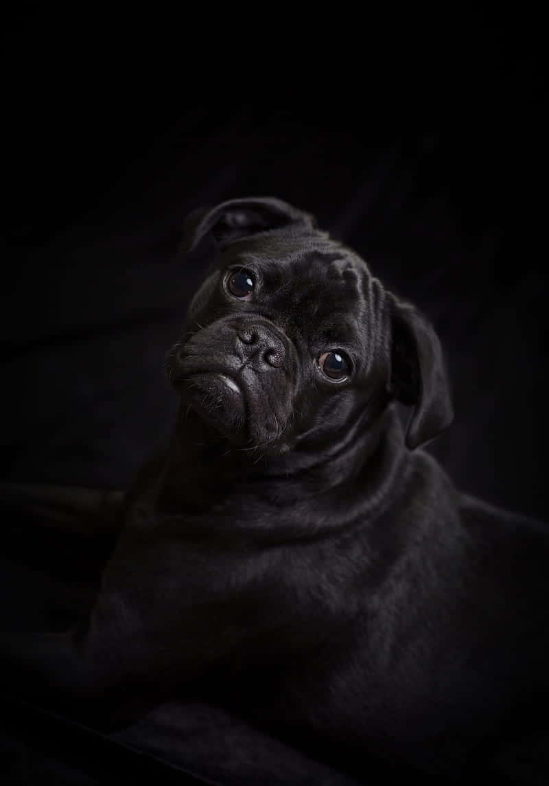 Black Pug Facing Left Wallpaper