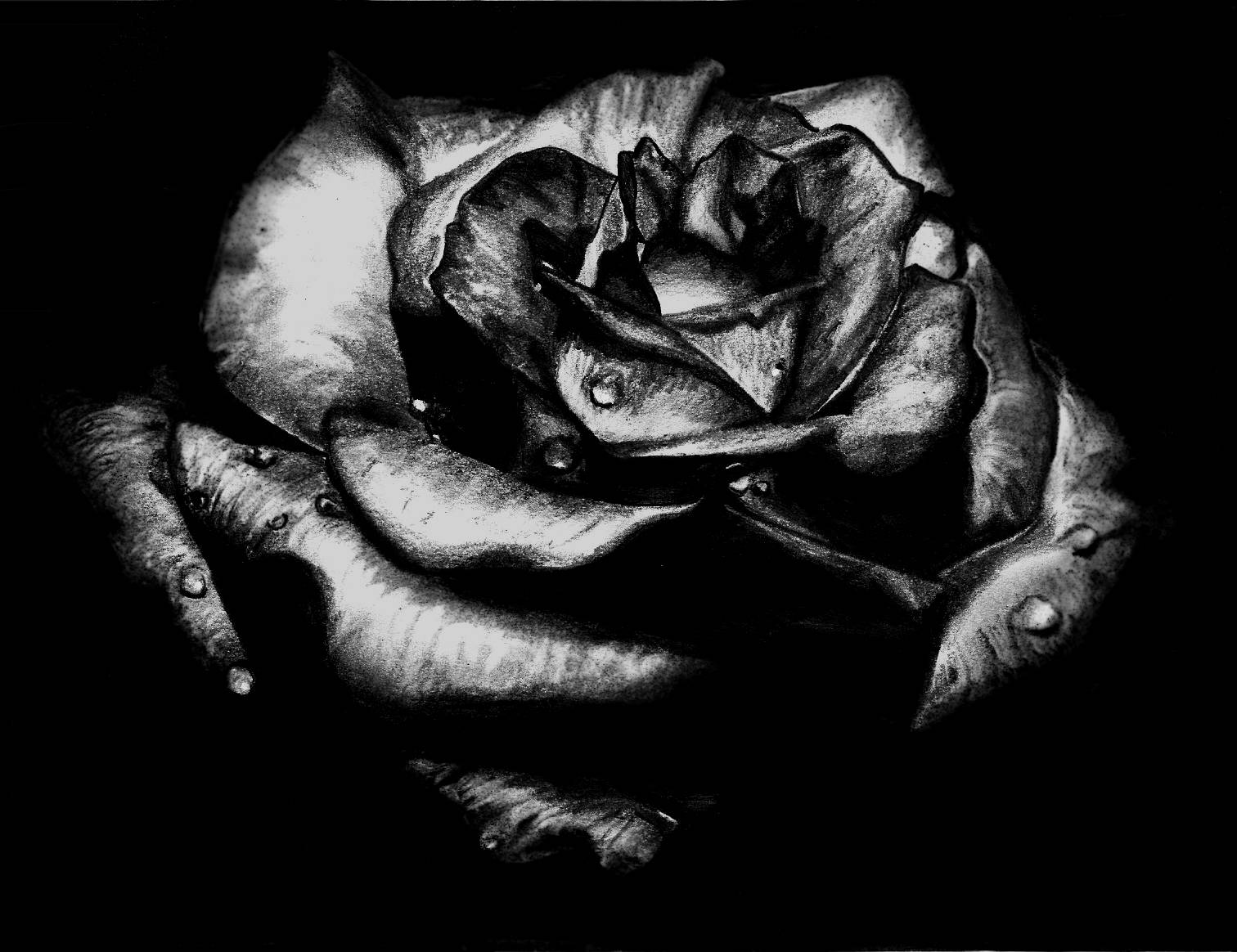 Black Rose Sketch Wallpaper