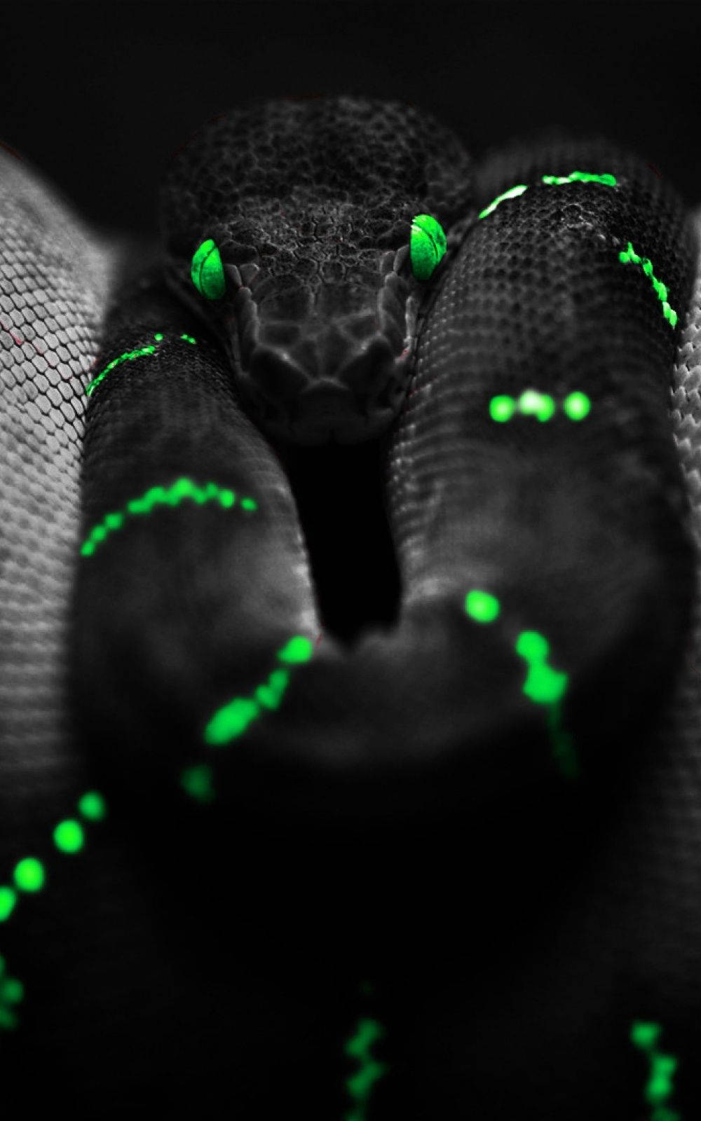 Black Snake With Cool Green Eyes Wallpaper