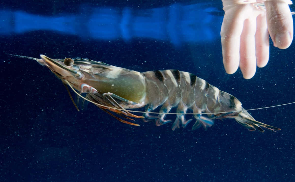 Black Tiger Prawn Underwater Wallpaper