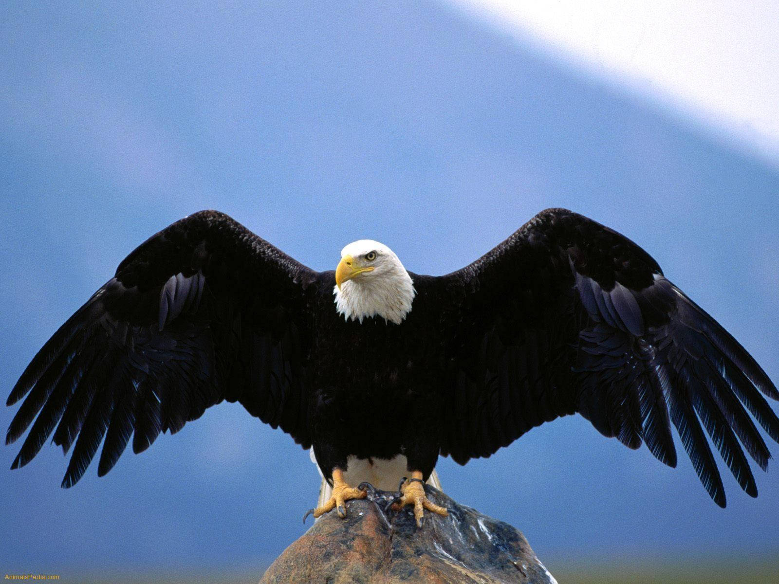 Black Us Eagle On A Rock Wallpaper