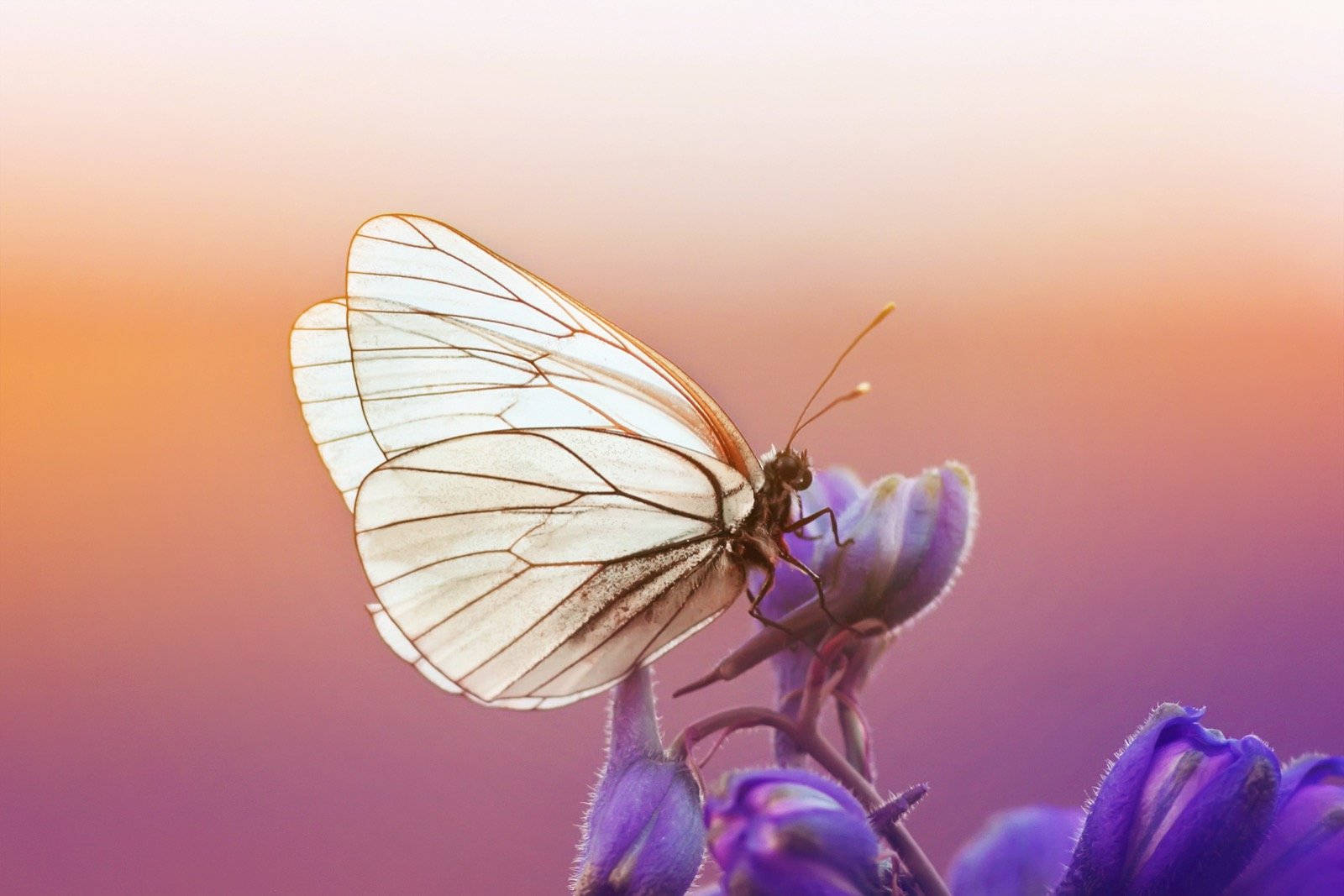 Black-veined Butterfly On Flower Wallpaper