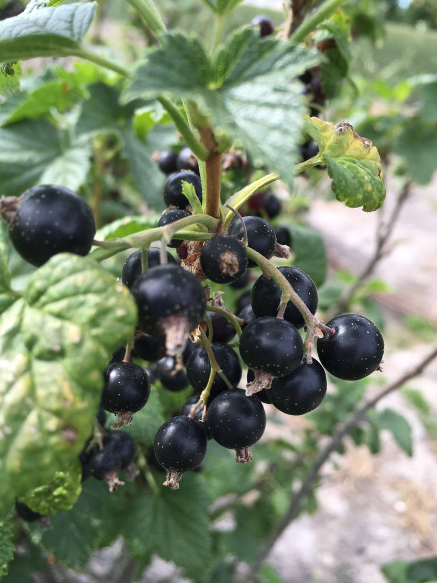 Blackcurrant With Leaf On A Branch Wallpaper