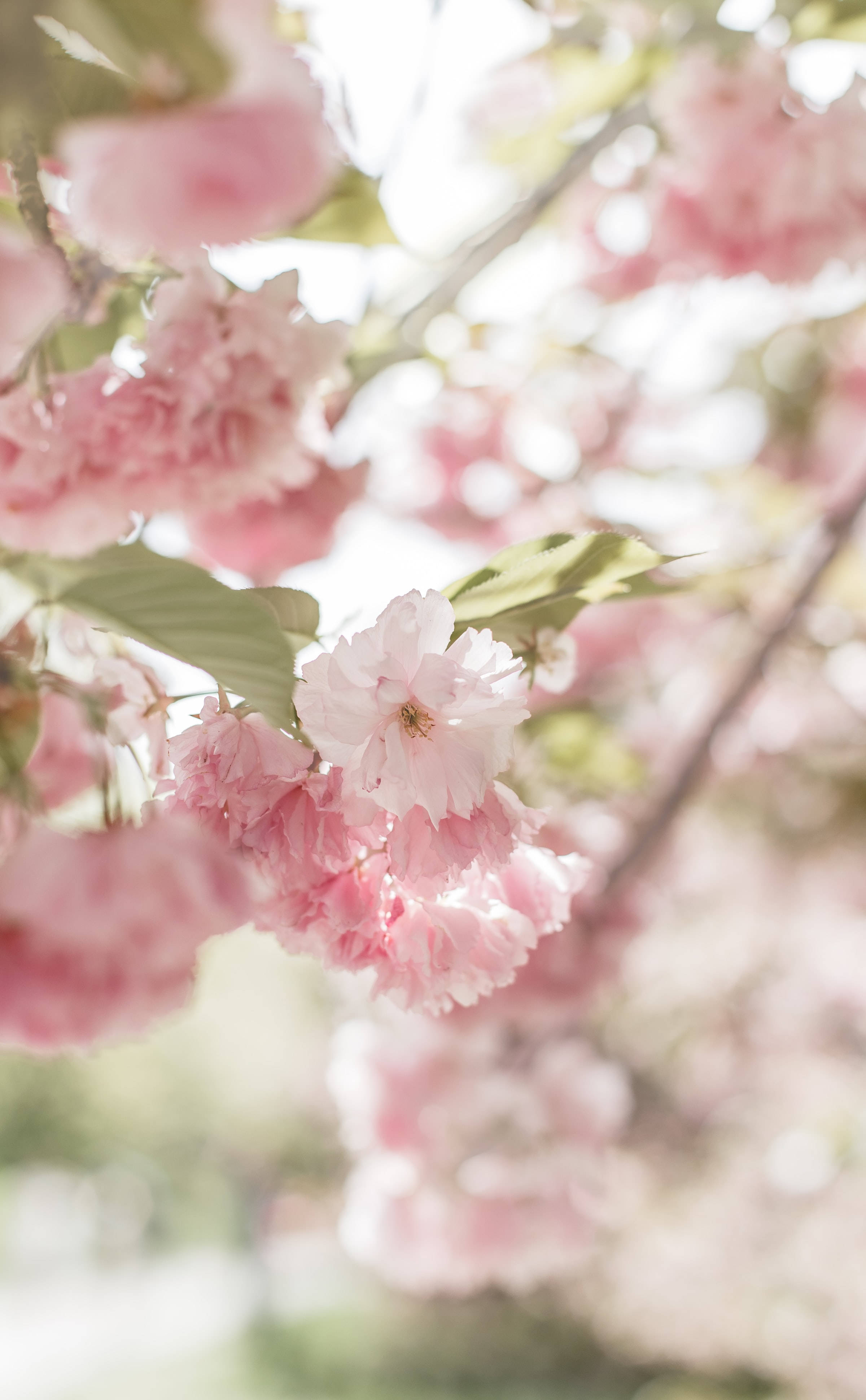 Blooming Cute Pink Aesthetic Cherry Blossom Wallpaper