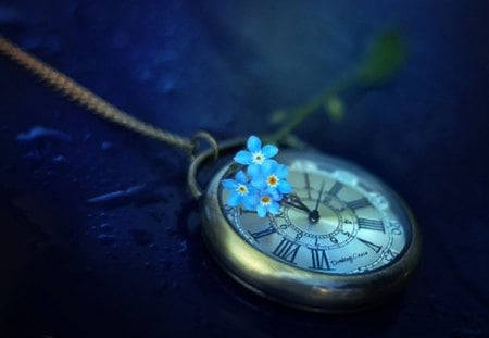 Blooming Forget Me Not Flowers Wallpaper