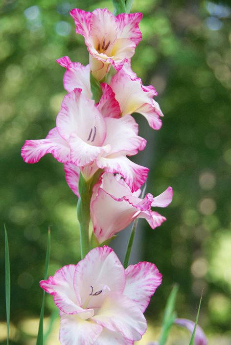 Blooming Gladiolus In Full Glory Wallpaper