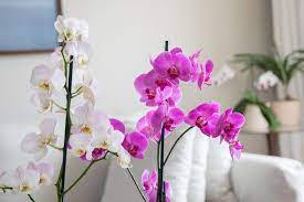 Blooming Orchid Flower In Indoor Setting Wallpaper