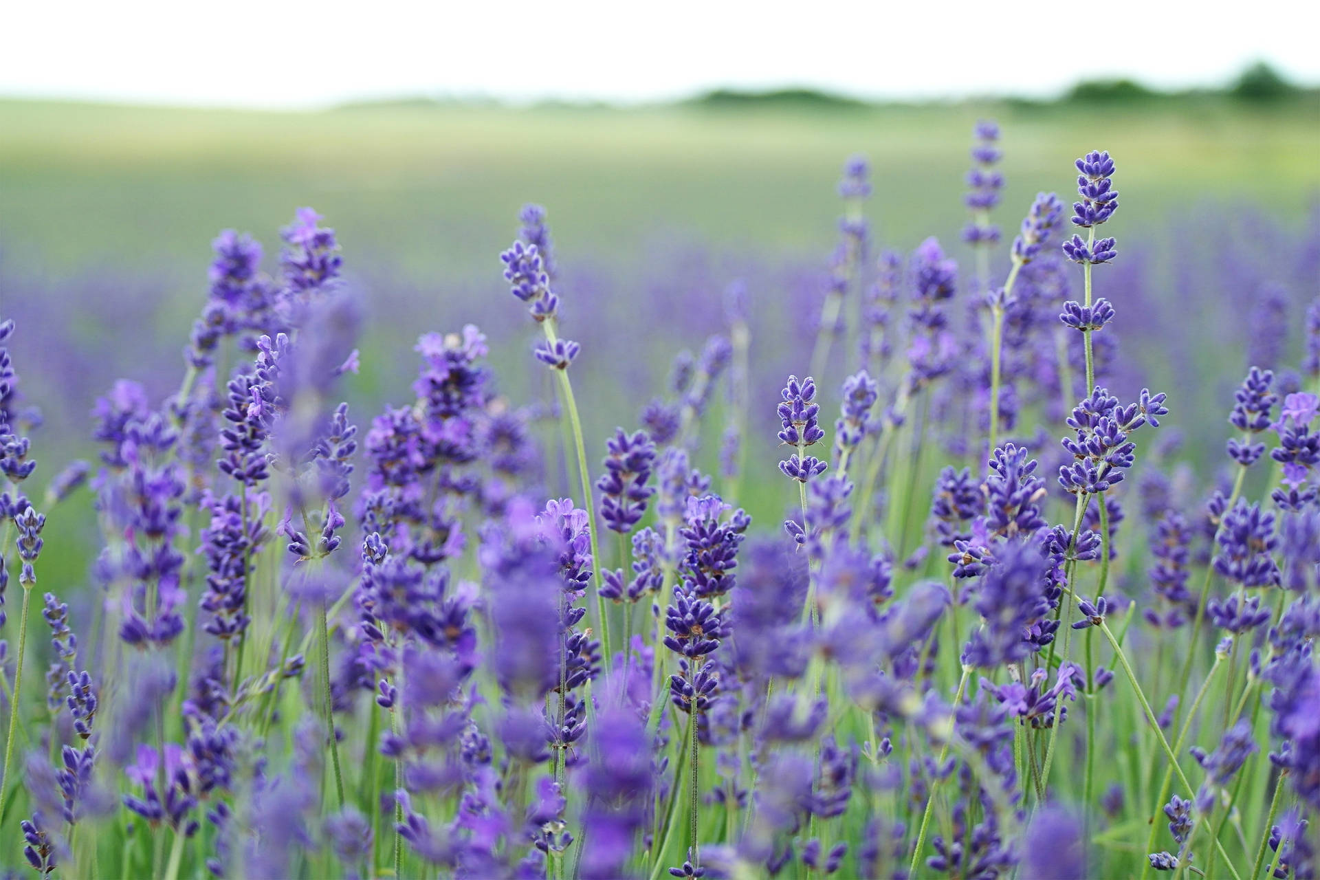 Blooming Purple Lavender Fields Wallpaper