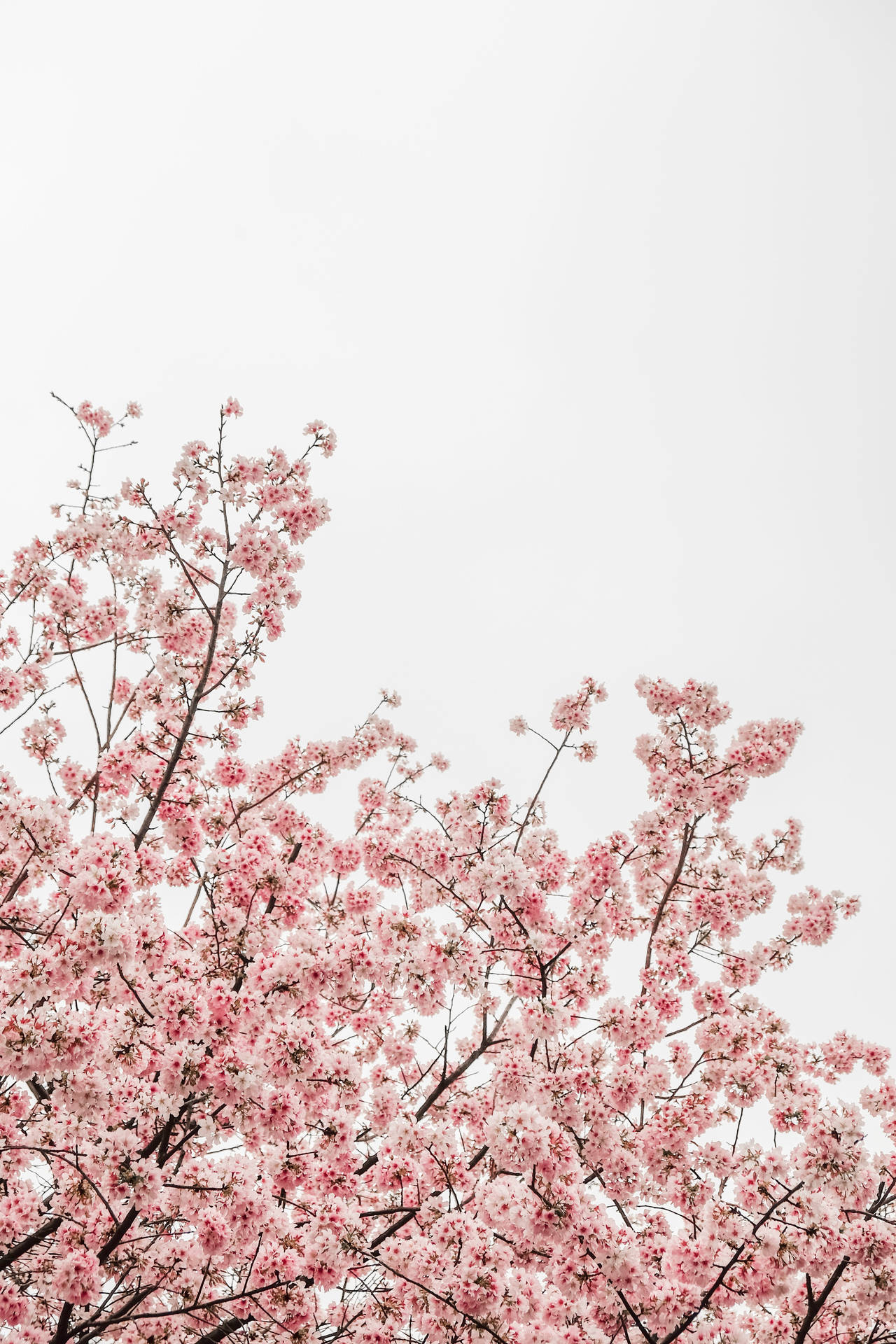 Blooming Sakura Trees During Spring Season Wallpaper