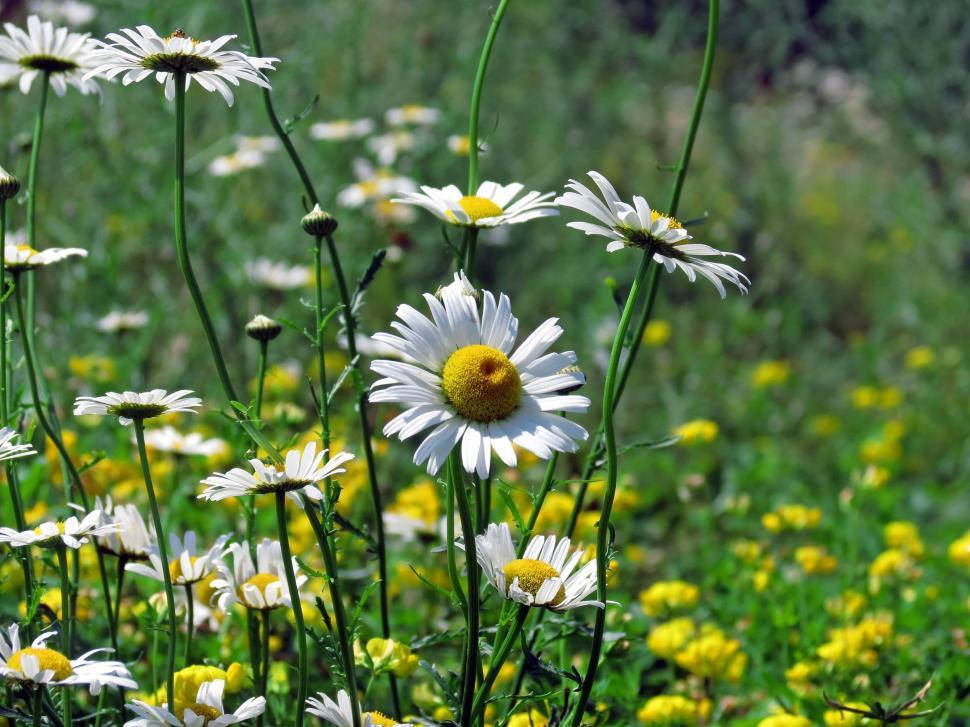 Blossoming Daisies 4k Wallpaper