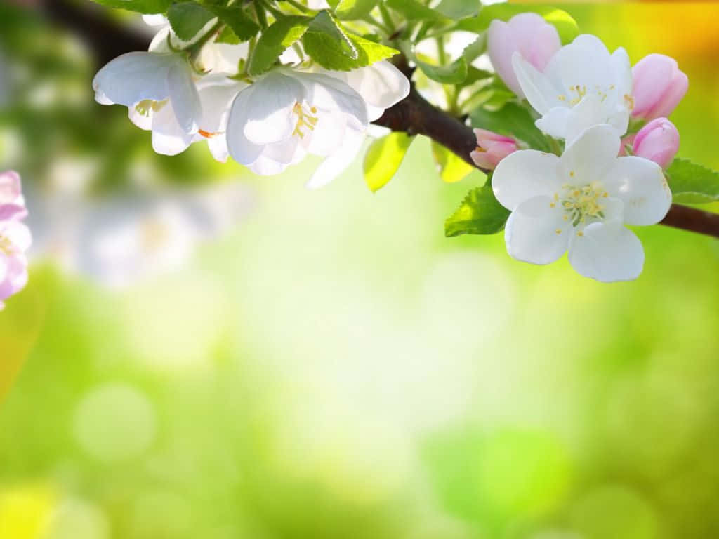 Blossoming Spring Flower Wallpaper