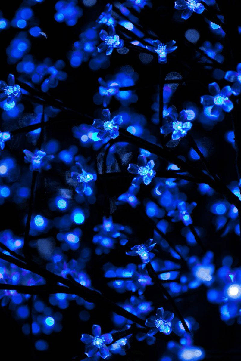 Blue Aesthetic Glowing Sakura Wallpaper