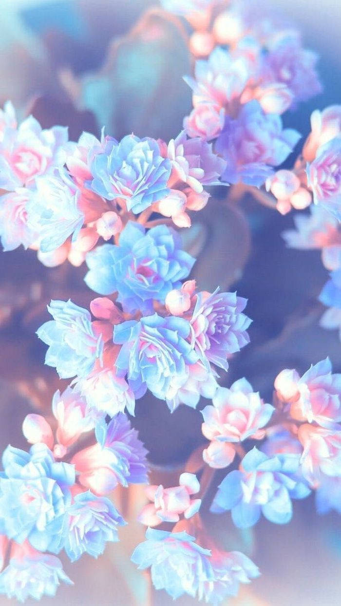 Blue And Pink Flowers Pretty Phone Wallpaper
