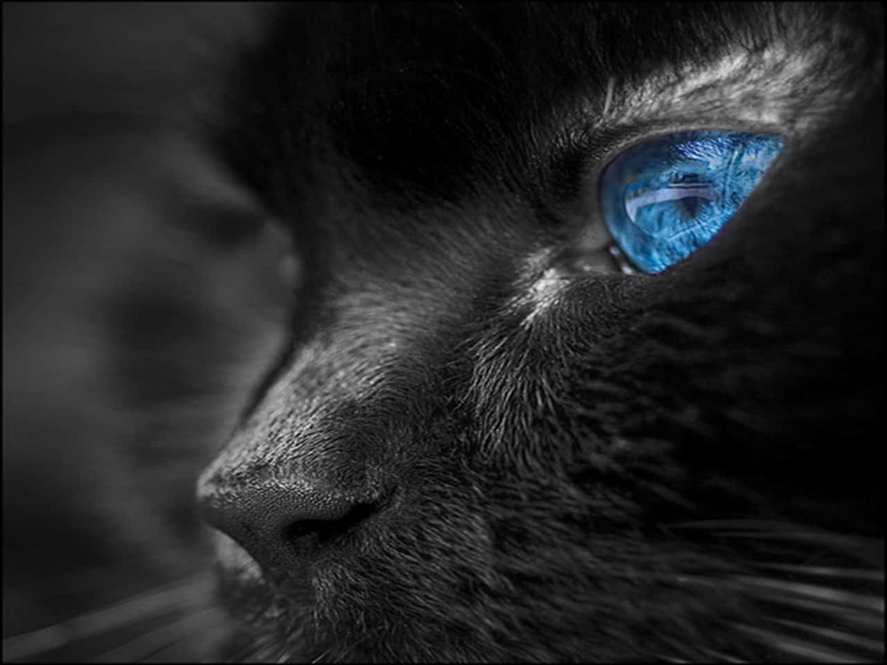 Blue Cat Eyes Black Cat Wallpaper