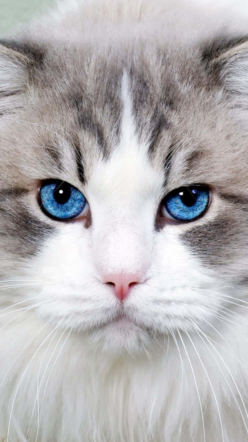 Blue Cat Eyes Ragdoll Cat Wallpaper