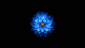 Blue Dahlia Apple Flower Wallpaper