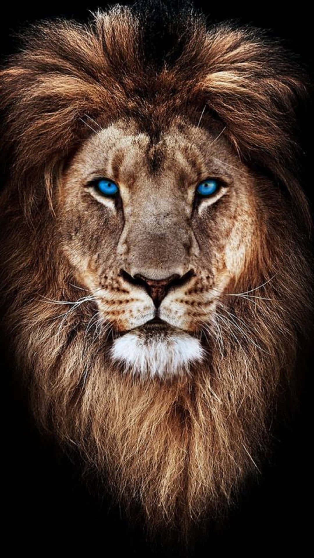 Blue-eyed Lion Face Wallpaper