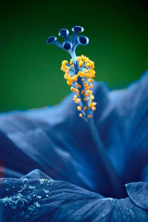 Blue Hibiscus Flower Wallpaper