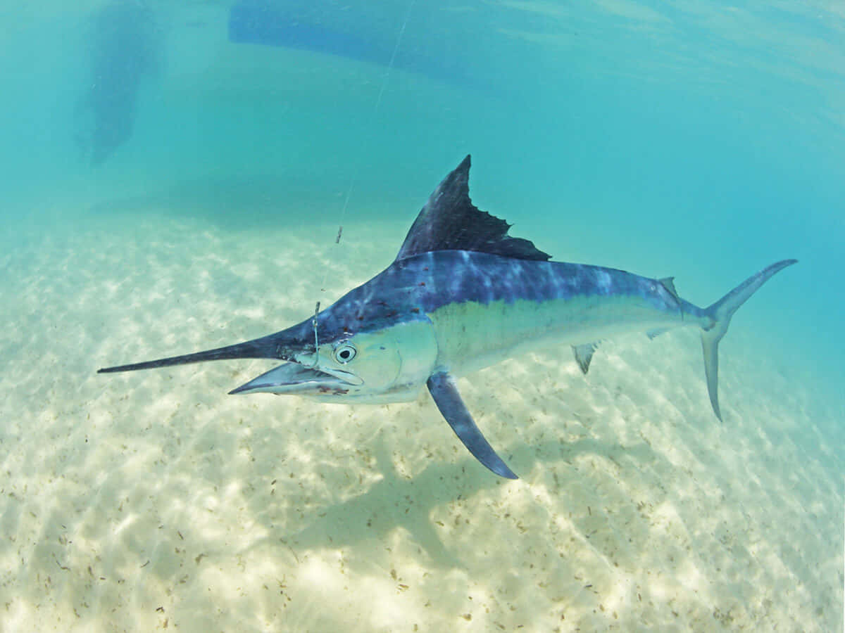 Blue Marlin Swimming Underwater.jpg Wallpaper