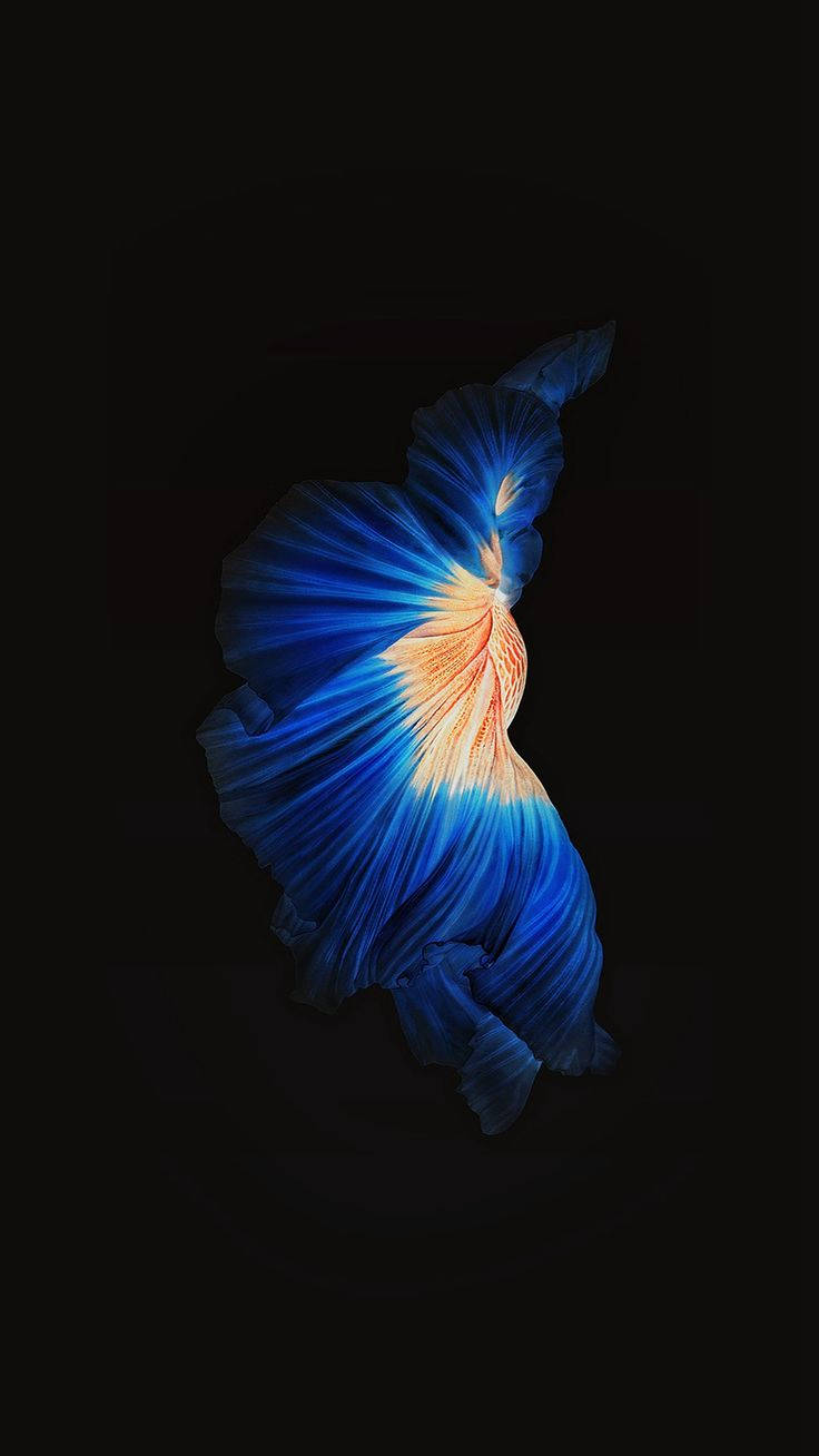 Blue Siamese Fighting Fish Iphone Wallpaper